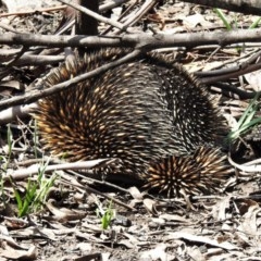 Tachyglossus aculeatus (Short-beaked Echidna) at Booth, ACT - 22 Oct 2020 by JohnBundock