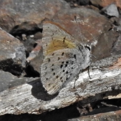 Cyprotides maculosus (Spotted Trident-blue) at Namadgi National Park - 22 Oct 2020 by JohnBundock