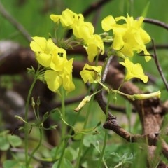 Oxalis sp. (Wood Sorrel) at Wodonga - 9 Oct 2020 by Kyliegw