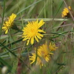 Hypochaeris radicata (Cat's Ear, Flatweed) at Wodonga, VIC - 10 Oct 2020 by KylieWaldon