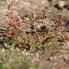 Crassula decumbens var. decumbens (A Stonecrop) at West Wodonga, VIC - 19 Oct 2020 by KylieWaldon