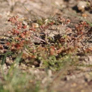 Crassula decumbens var. decumbens at West Wodonga, VIC - 19 Oct 2020 07:30 AM