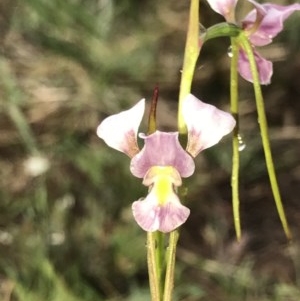 Diuris diminuta at Penrose, NSW - 22 Oct 2020