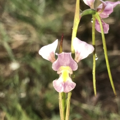 Diuris diminuta at Penrose State Forest - 21 Oct 2020 by Snowflake