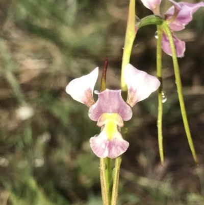 Diuris diminuta at Wingecarribee Local Government Area - 21 Oct 2020 by Snowflake