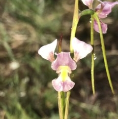 Diuris punctata var. punctata (Purple Donkey Orchid) at Wingecarribee Local Government Area - 21 Oct 2020 by Snowflake