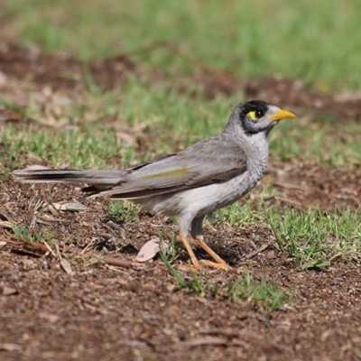 Manorina melanocephala (Noisy Miner) at Wodonga - 18 Oct 2020 by Kyliegw