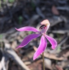 Caladenia congesta (Pink Caps) at Point 38 - 22 Oct 2020 by Wen