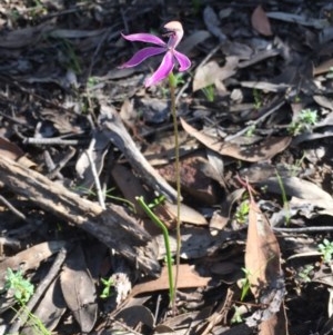 Caladenia congesta at Point 38 - suppressed