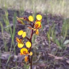 Diuris semilunulata (Late Leopard Orchid) at Jerrabomberra, ACT - 21 Oct 2020 by Mike