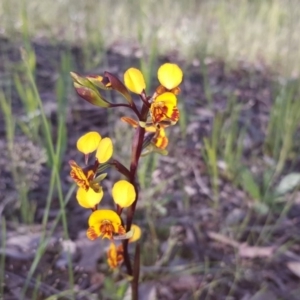 Diuris semilunulata at Isaacs Ridge - 21 Oct 2020