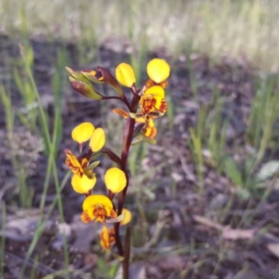 Diuris semilunulata (Late Leopard Orchid) at Isaacs Ridge and Nearby - 21 Oct 2020 by Mike