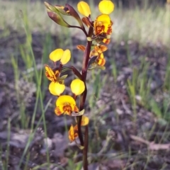 Diuris semilunulata at Isaacs Ridge - 21 Oct 2020