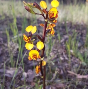 Diuris semilunulata at Isaacs Ridge - 21 Oct 2020