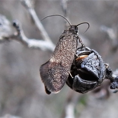 Leistomorpha brontoscopa (A concealer moth) at Namadgi National Park - 22 Oct 2020 by JohnBundock