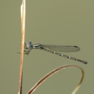 Austrolestes leda at Franklin, ACT - 22 Oct 2020