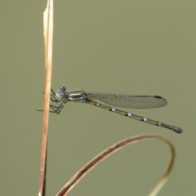 Austrolestes leda (Wandering Ringtail) at Franklin, ACT - 21 Oct 2020 by Christine