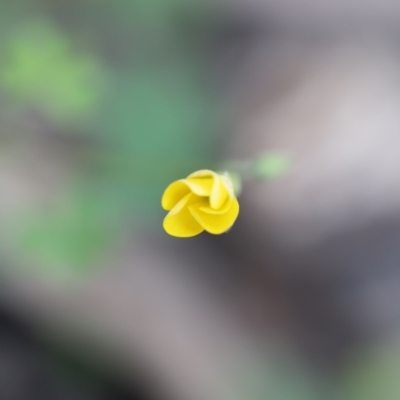 Oxalis sp. (Wood Sorrel) at Eurobodalla National Park - 22 Oct 2020 by LocalFlowers