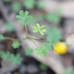 Oxalis sp. at Mystery Bay, NSW - 22 Oct 2020