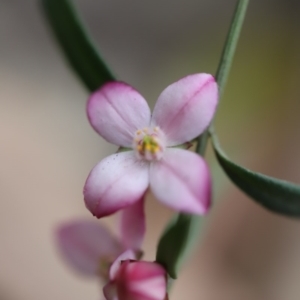 Boronia polygalifolia at Mystery Bay, NSW - 22 Oct 2020