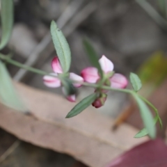 Boronia polygalifolia at Mystery Bay, NSW - 22 Oct 2020