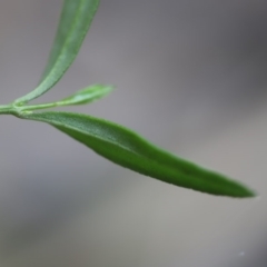 Boronia polygalifolia at Mystery Bay, NSW - 22 Oct 2020