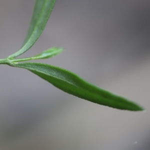 Boronia polygalifolia at Mystery Bay, NSW - 22 Oct 2020