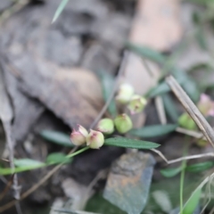 Boronia polygalifolia at Mystery Bay, NSW - 22 Oct 2020