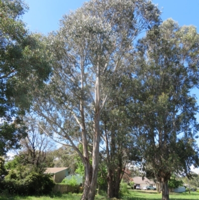 Eucalyptus bicostata (Southern Blue Gum, Eurabbie) at Flynn, ACT - 22 Oct 2020 by Christine