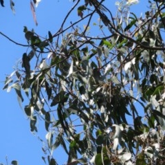 Eucalyptus globulus subsp. bicostata at Flynn, ACT - 22 Oct 2020 01:53 PM