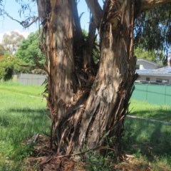 Eucalyptus bicostata (Southern Blue Gum, Eurabbie) at Flynn, ACT - 22 Oct 2020 by Christine