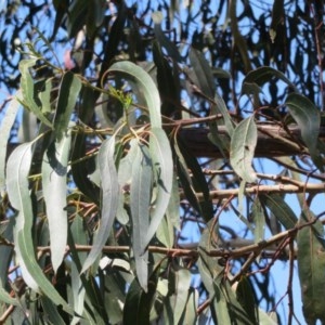 Eucalyptus globulus subsp. bicostata at Flynn, ACT - 22 Oct 2020