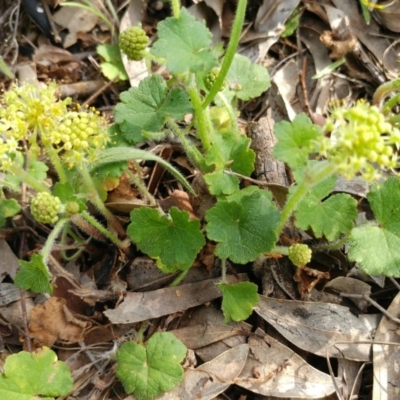 Hydrocotyle laxiflora (Stinking Pennywort) at Holt, ACT - 22 Oct 2020 by sangio7