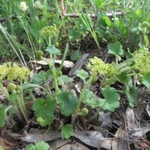 Hydrocotyle laxiflora at Holt, ACT - 22 Oct 2020