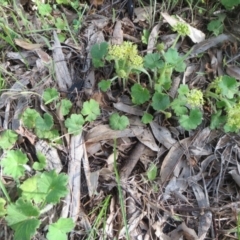 Hydrocotyle laxiflora at Holt, ACT - 22 Oct 2020