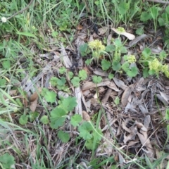 Hydrocotyle laxiflora at Holt, ACT - 22 Oct 2020