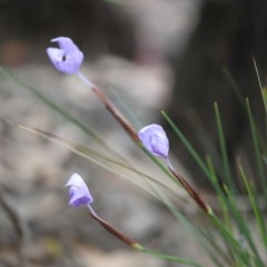 Patersonia glabrata (Native Iris) at Eurobodalla National Park - 22 Oct 2020 by LocalFlowers