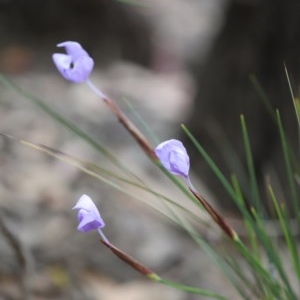 Patersonia glabrata at Mystery Bay, NSW - 22 Oct 2020