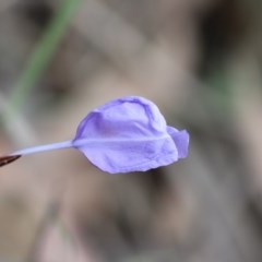 Patersonia glabrata at Mystery Bay, NSW - 22 Oct 2020