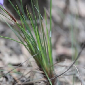 Patersonia glabrata at Mystery Bay, NSW - 22 Oct 2020