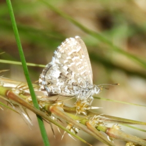 Theclinesthes serpentata at Kambah, ACT - 17 Oct 2020