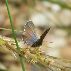 Theclinesthes serpentata at Kambah, ACT - 17 Oct 2020