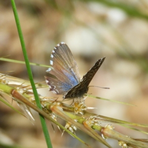 Theclinesthes serpentata at Kambah, ACT - 17 Oct 2020