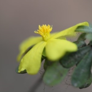 Hibbertia sp. at Mystery Bay, NSW - 22 Oct 2020