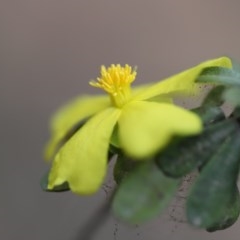 Hibbertia sp. (Guinea Flower) at Mystery Bay, NSW - 22 Oct 2020 by LocalFlowers