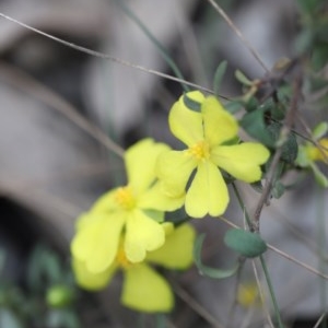 Hibbertia sp. at Mystery Bay, NSW - 22 Oct 2020