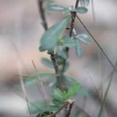 Hibbertia sp. at Mystery Bay, NSW - 22 Oct 2020