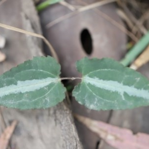 Clematis glycinoides at Mystery Bay, NSW - 22 Oct 2020