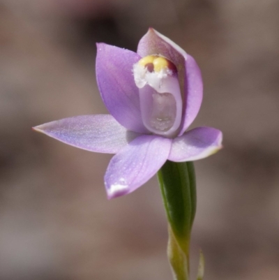 Thelymitra brevifolia (Short-leaf Sun Orchid) at Gungaderra Grasslands - 22 Oct 2020 by DPRees125