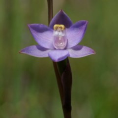 Thelymitra brevifolia at Kaleen, ACT - 22 Oct 2020